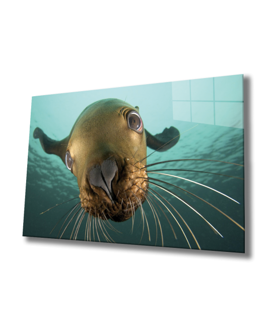 Denizaslanı Cam Tablo Underwater Sea Lion