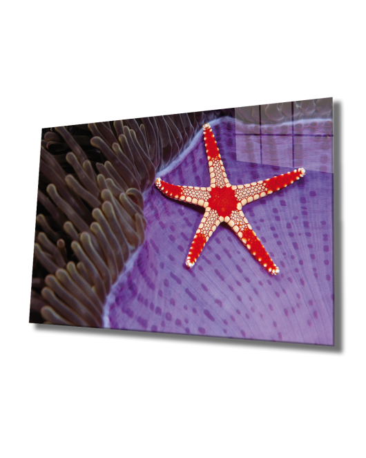 Deniz Yıldızı Cam Tablo Starfish